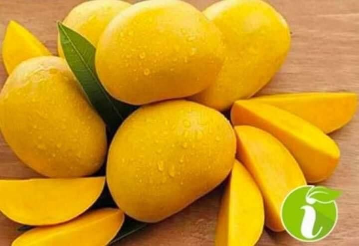 Cây giống xoài không hạt(1 bầu 40cm)