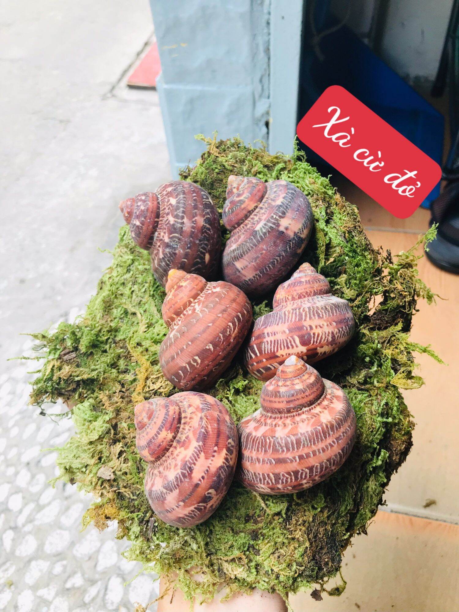 Vỏ Xà Cừ Đỏ trang trí hồ cá, dùng cho ốc mượn hồn