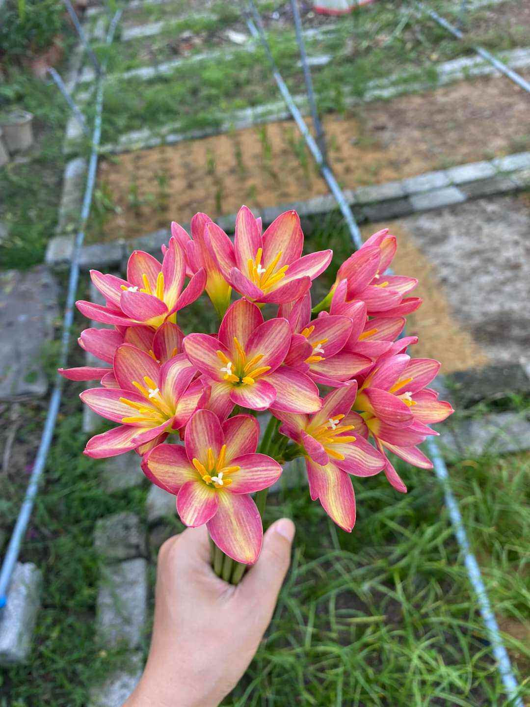 Củ huệ mưa ngoại Small Hybrid (củ to)