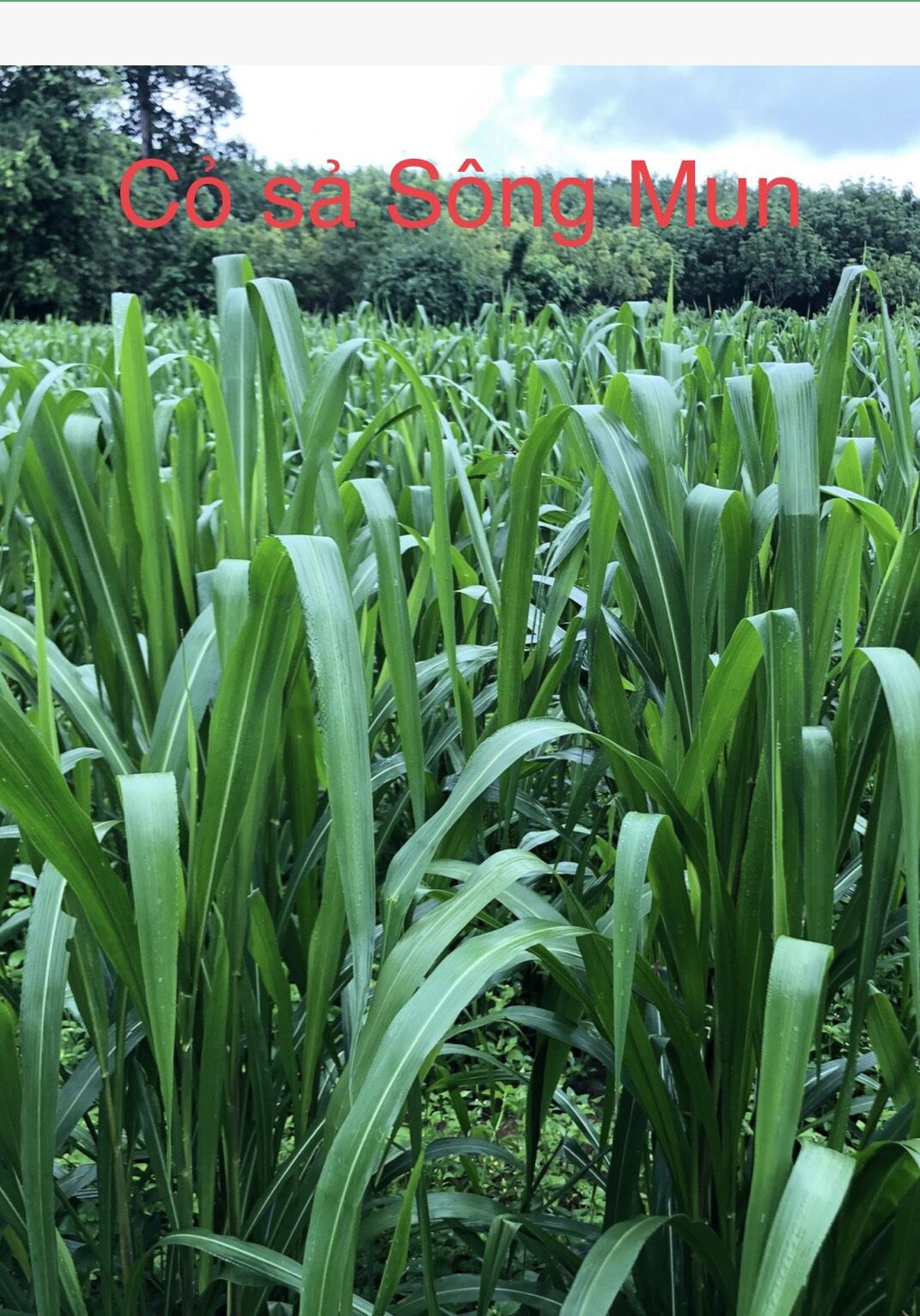 ghine sông mun 100g nhập thái lan (cỏ sả lá lớn 3 ngón tay)