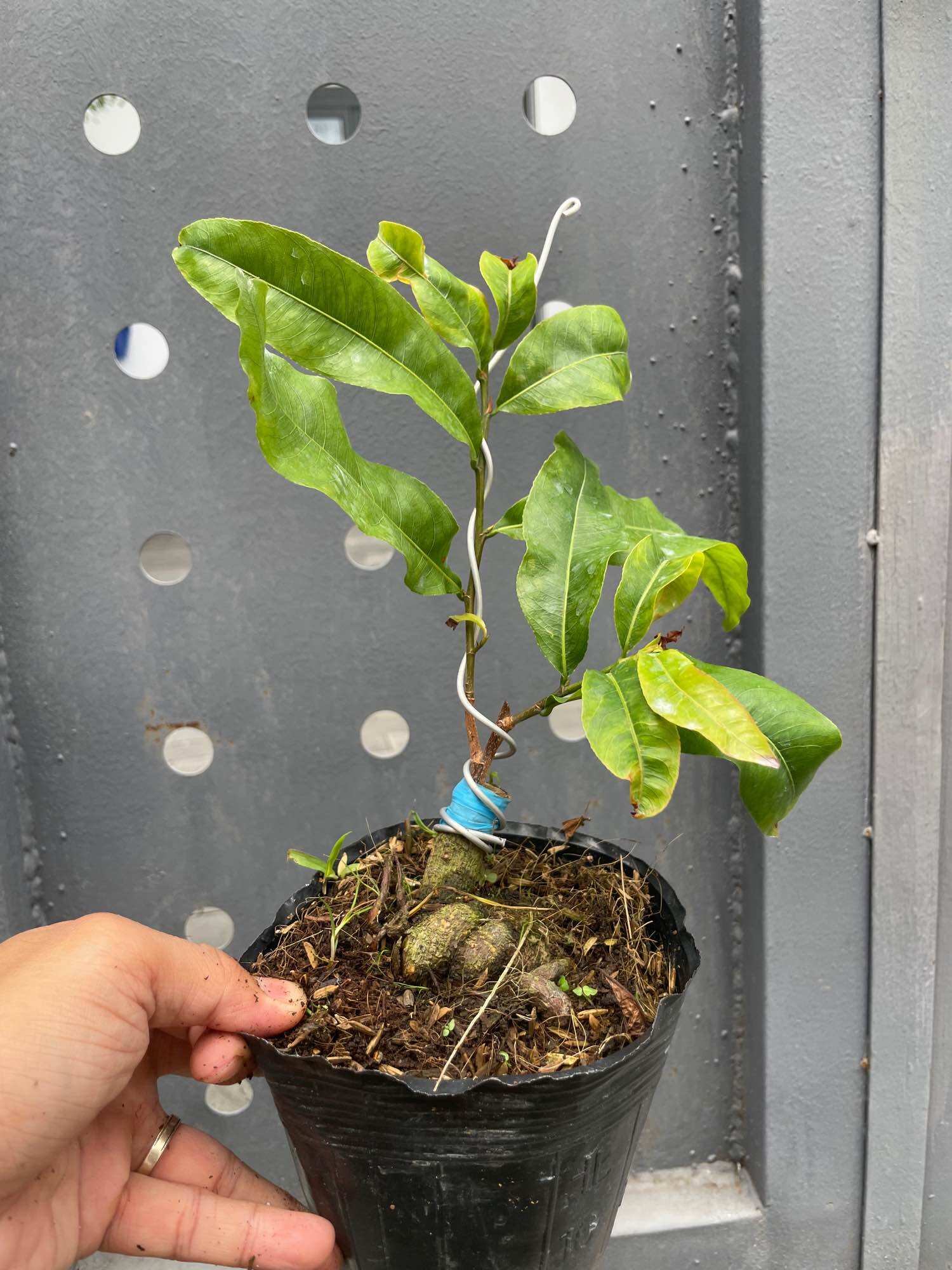Mai SIÊU BÔNG BÌNH LỢI (chuẩn giống - bảo hành trọn đời)