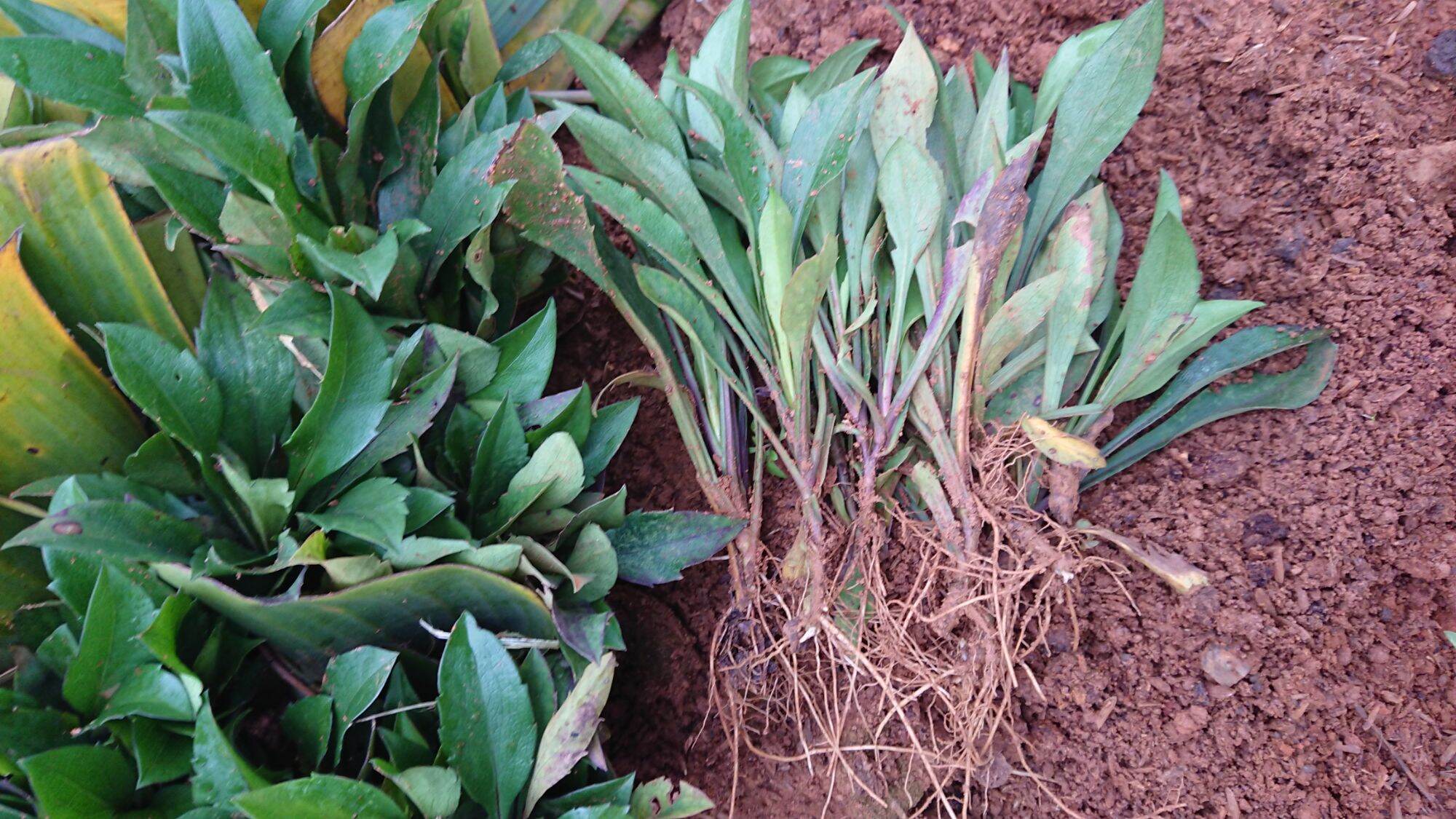 50 mầm cây giống thạch thảo tím kép
