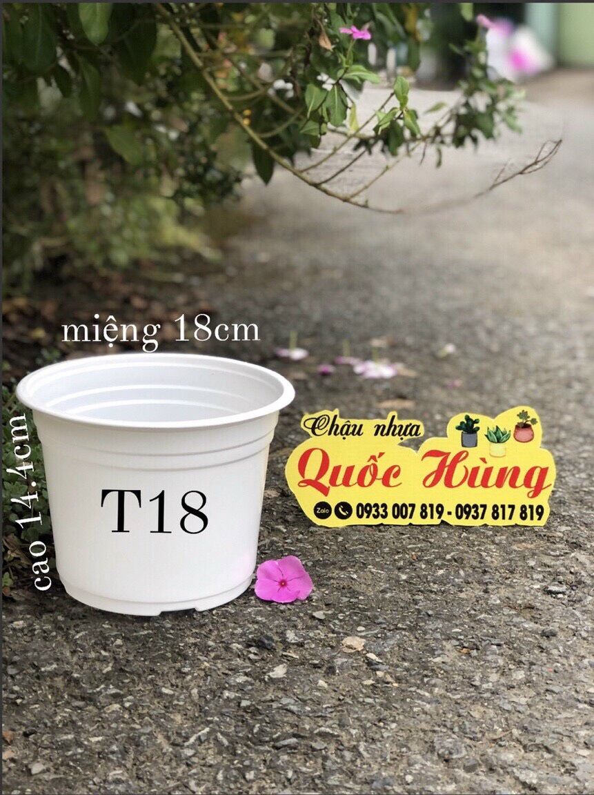 Combo 10 chậu nhựa trắng trồng sen đá T18