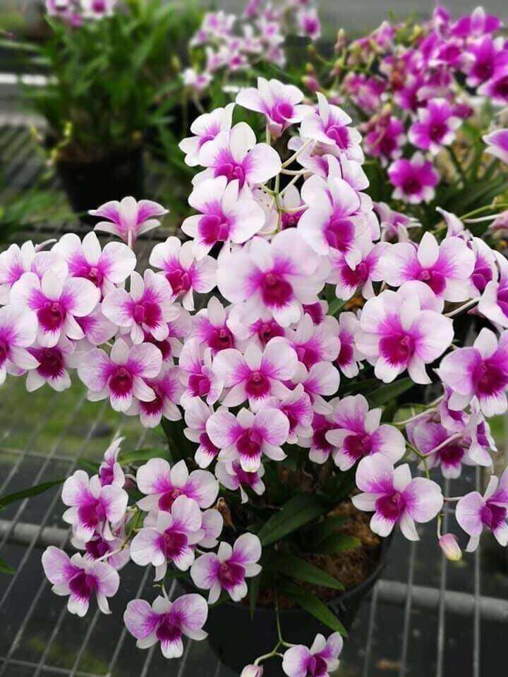 Hoa lan denro mini giống đủ màu
