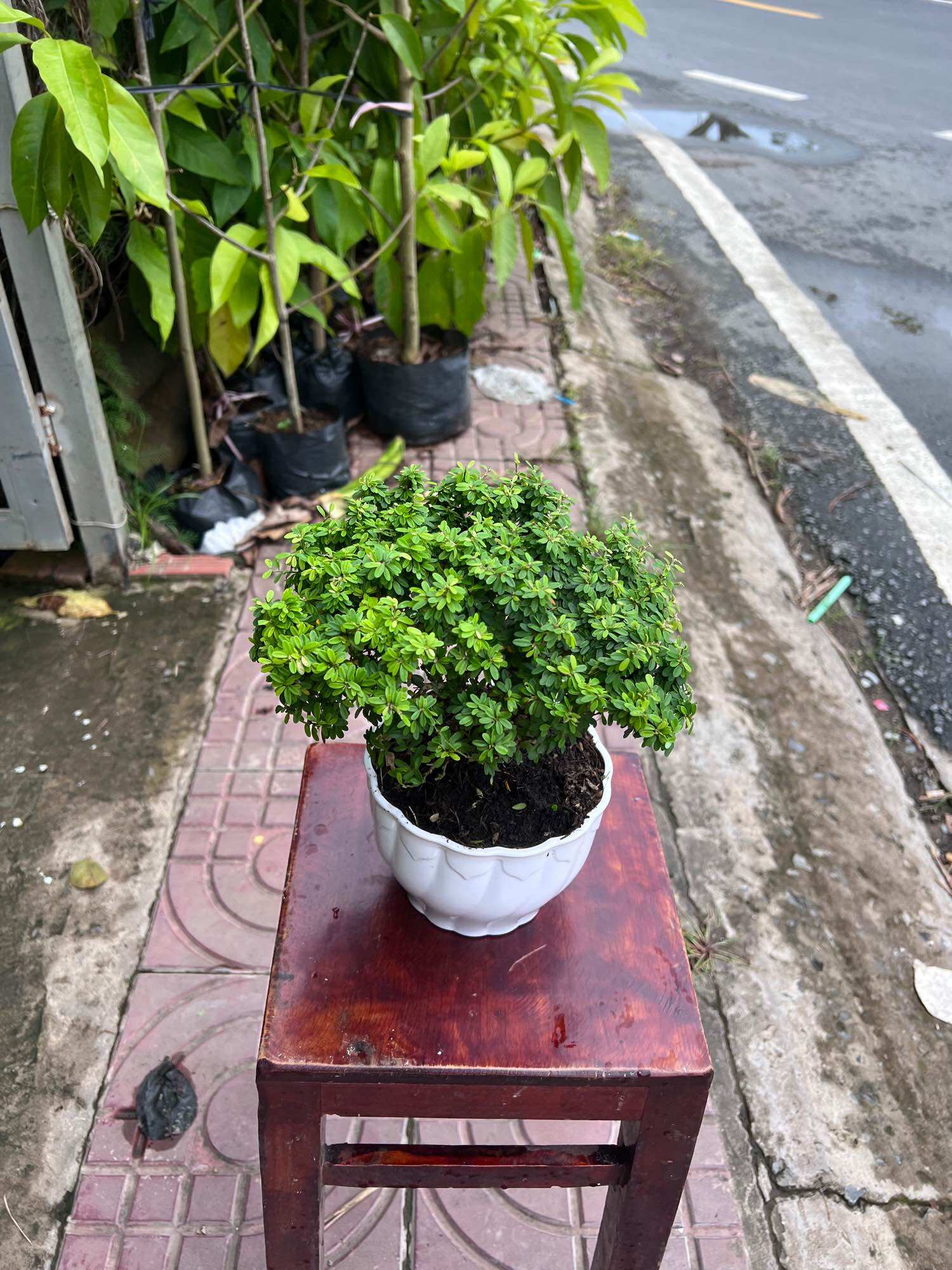 Linh sam hạt gạo siêu bông bonsai mini  tròn tàn