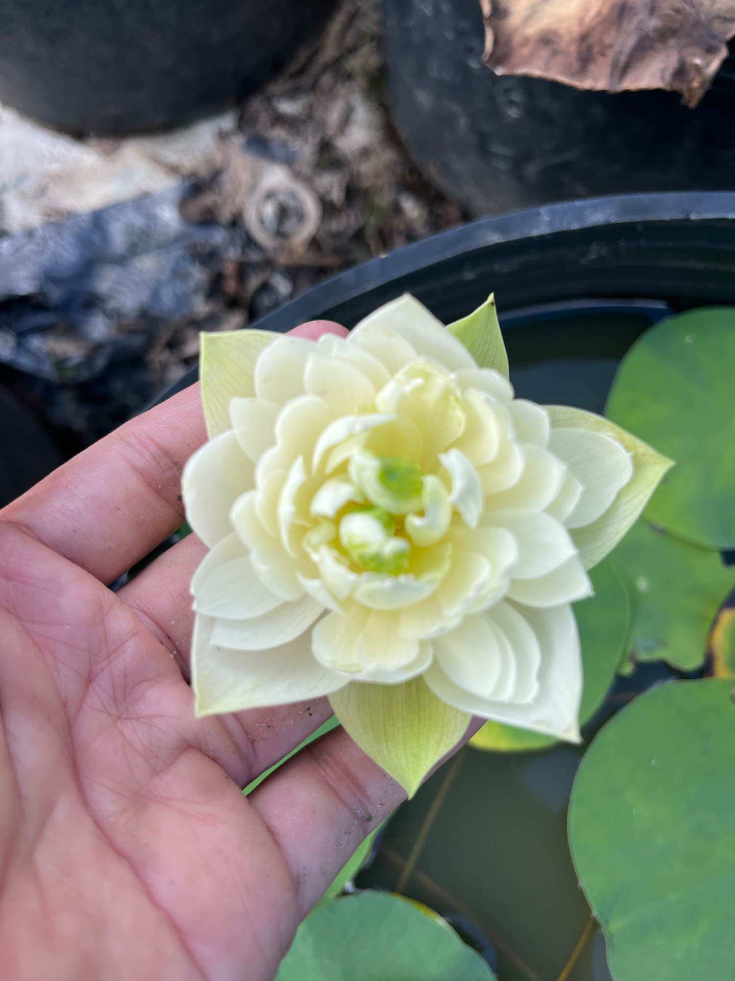 củ sen mini trắng