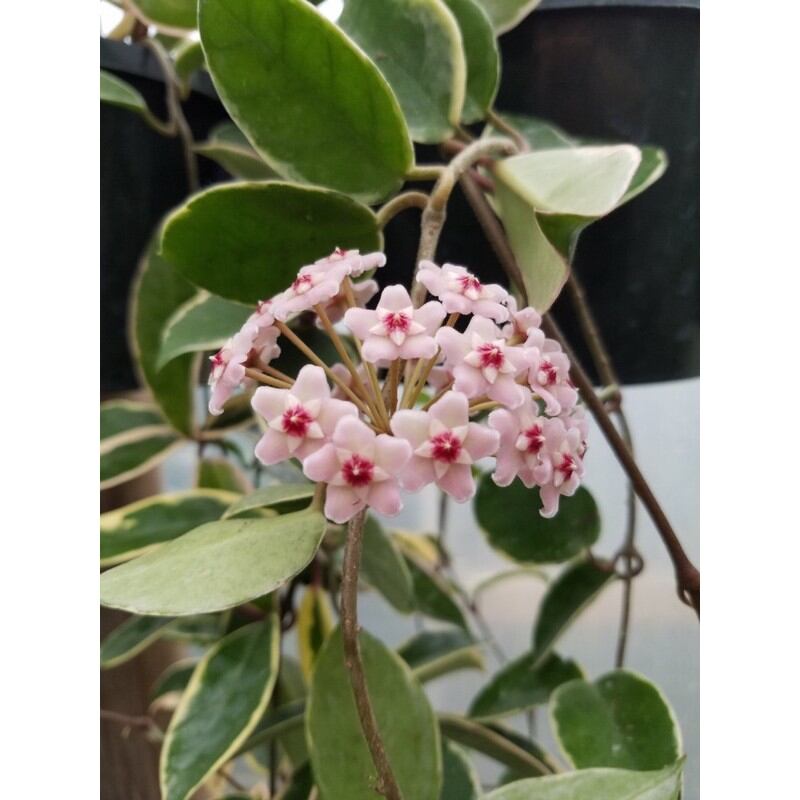 Cẩm cù lá cẩm thạch giống