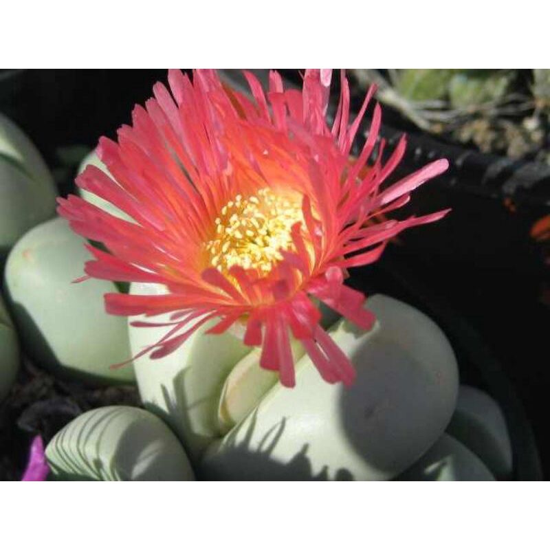 Sale 50%- sen mông tim xanh hoa đẹp 1 cây 1_1.2cm