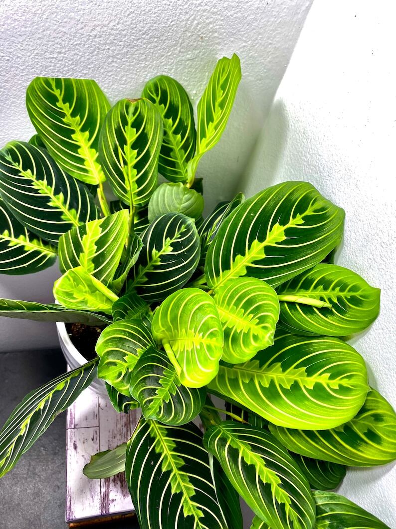 maranta lemon lime plant