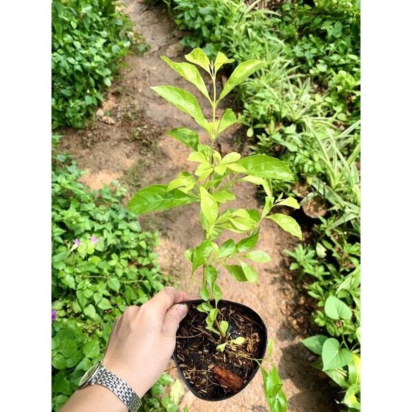 Cây giống chuỗi Ngọc hoa tím (hình cuối)