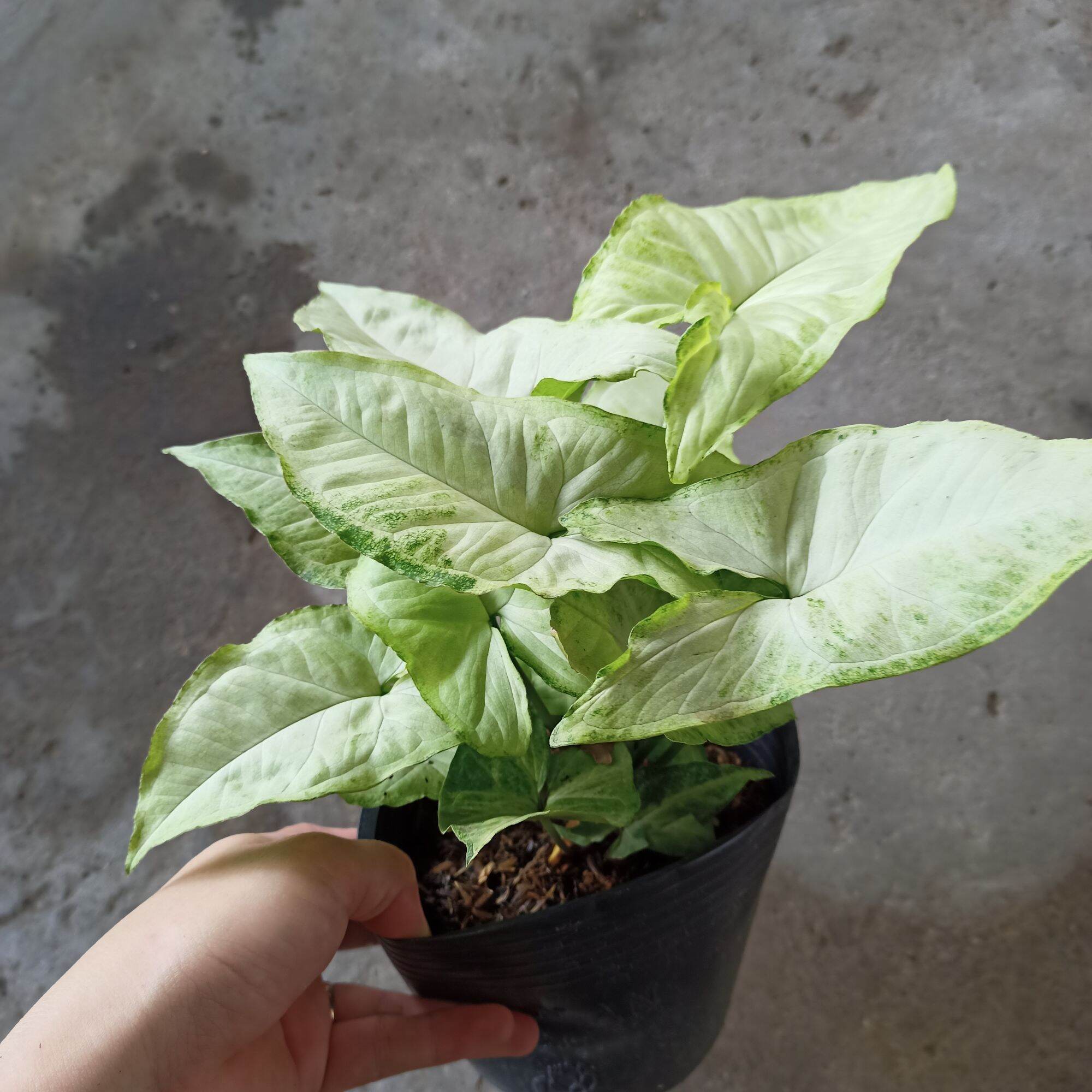 Cây trầu bà trắng