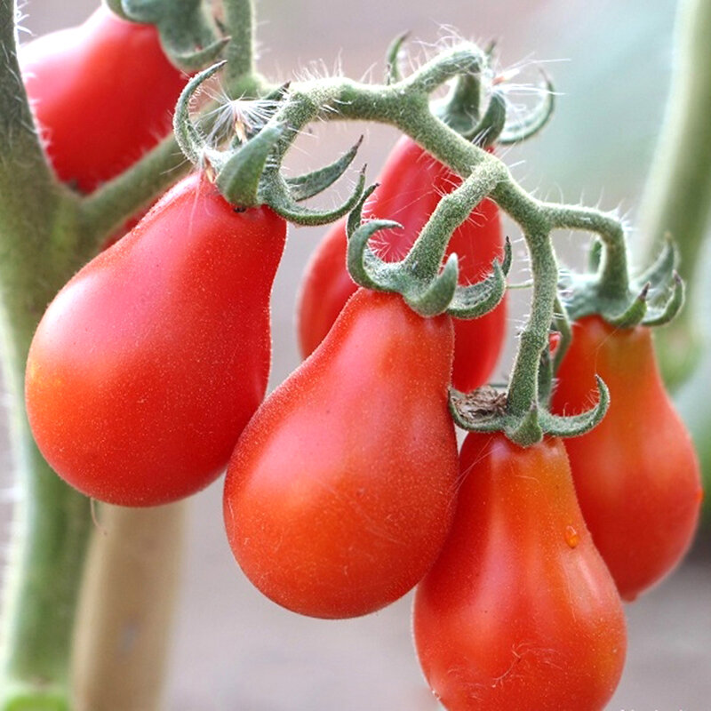Hạt cà cherry lê vàng 40 Hạt giống chọn lọc