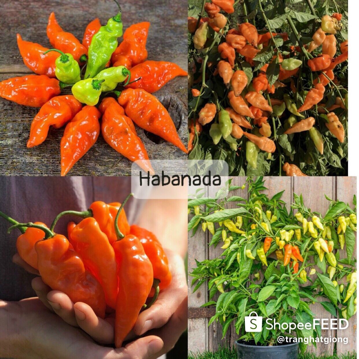 Hạt giống ớt ngọt habanada hàng mỹ gói 15 hạt