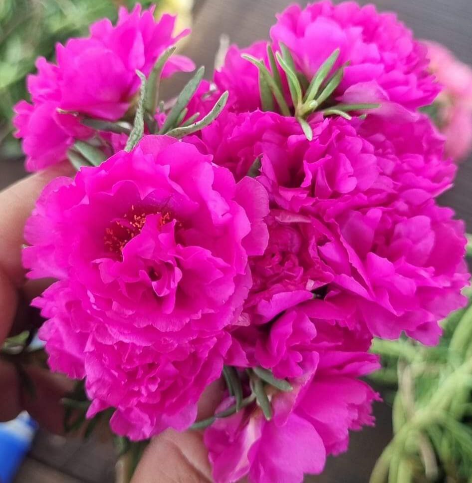 cành hoa mười giờ mix 8 màu