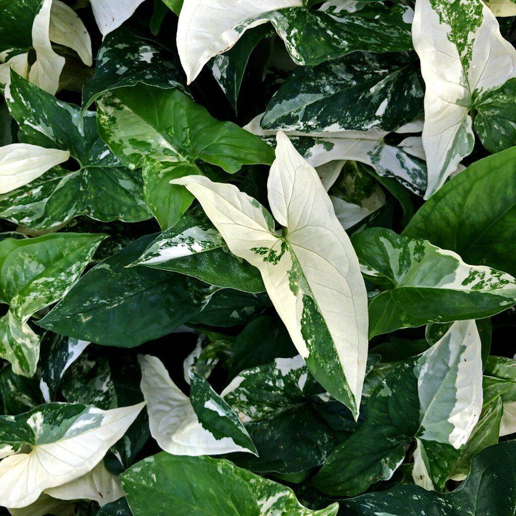 Trầu bà trắng syngonium albo var