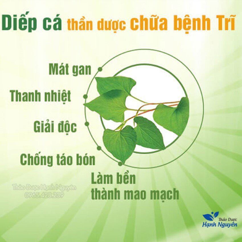 Trà diếp cá túi lọc