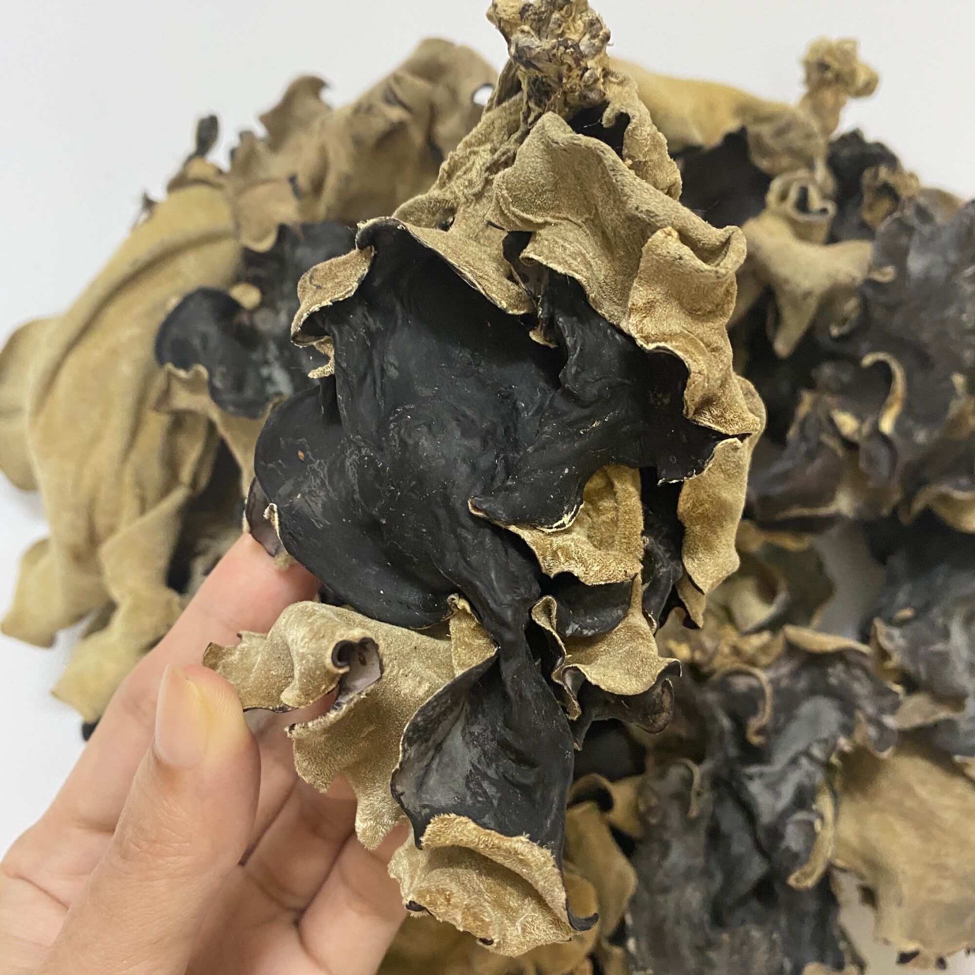 GÓI 500G NẤM MÈO, MỘC NHĨ