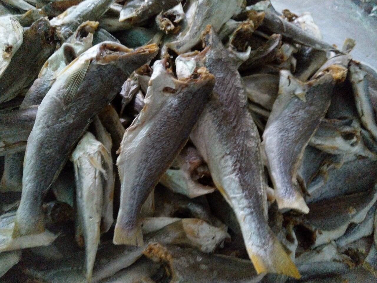 Khô cá lù đù mặn, ăn bắt cơm (Chiên, Chưng thịt..)