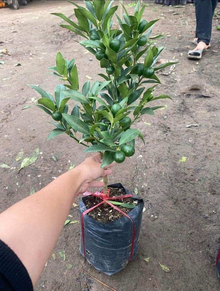 cây tắc tắc ngọt( cây quất ngọt,  cây hạnh ngọt) chuẩn giống