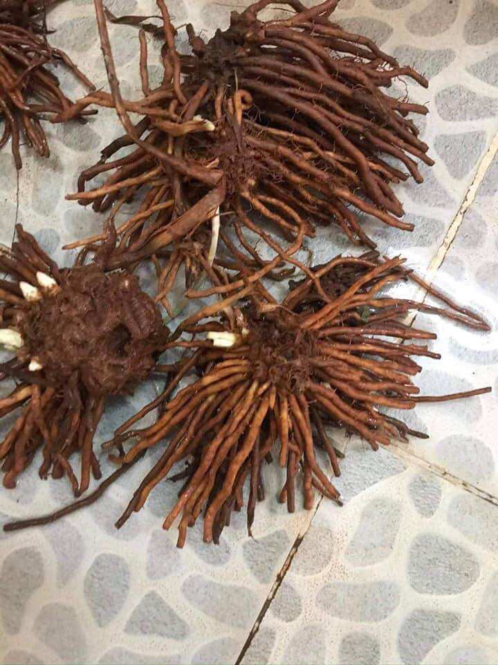 Combo 5 gốc măng tây