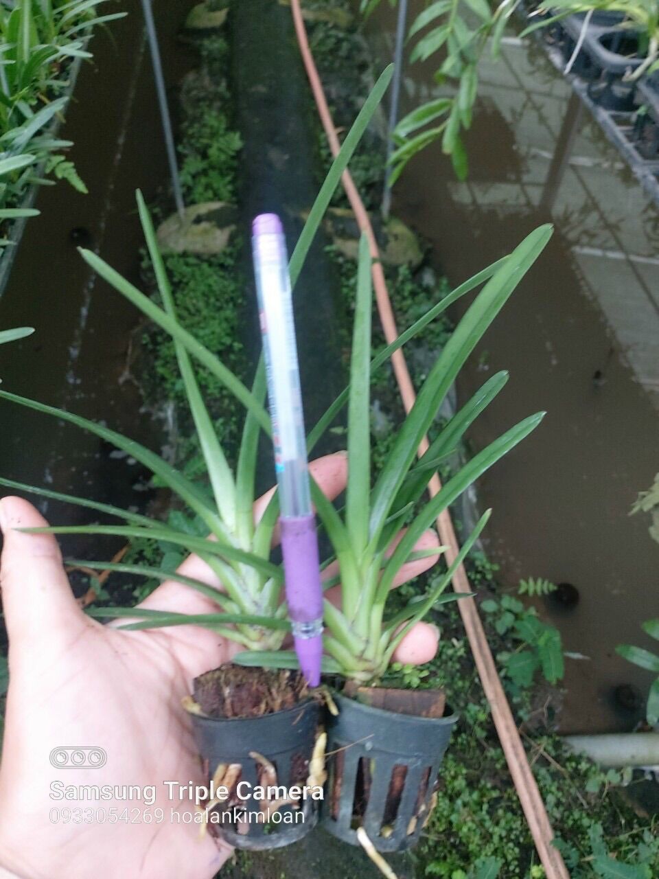Kiếm Xanh Huế Gieo Hạt Cây Con Siêu Đẹp
