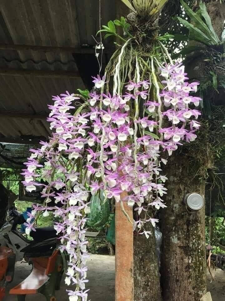 Hoa Lan hoàng thảo vôi
