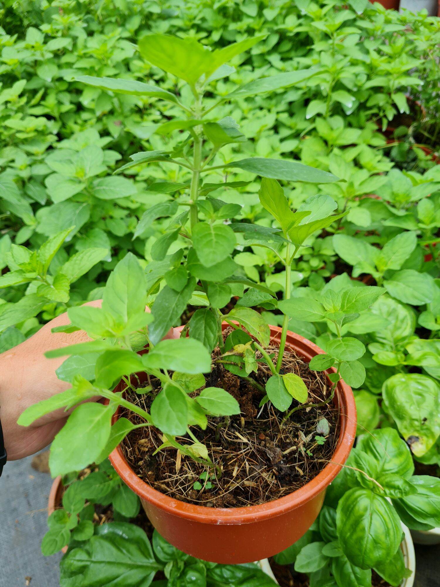 Cây bạc hà Âu Euromint (Bạc hà Pháp Mentha piperita)