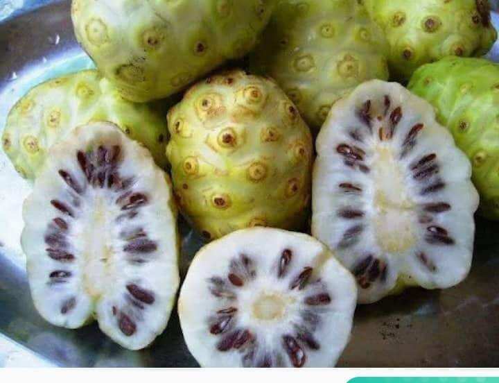 trái nhàu ngâm đường phèn 2kg