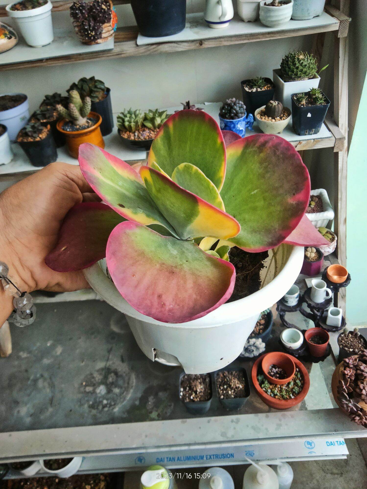 Sen đá size 5cm random cây đẹp vườn lựa