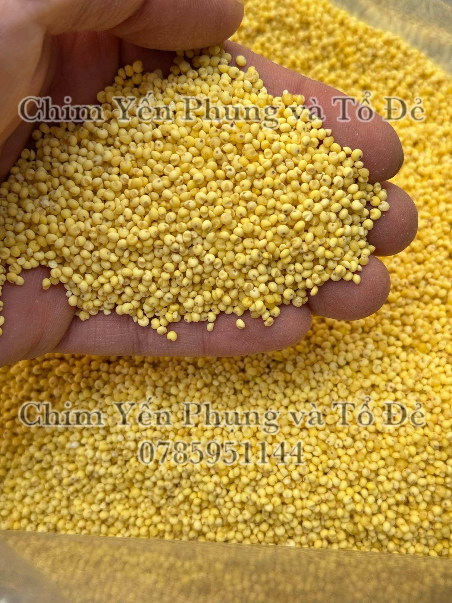 500gr hạt kê nếp vàng (đã bóc vỏ) giàu dinh dưỡng..