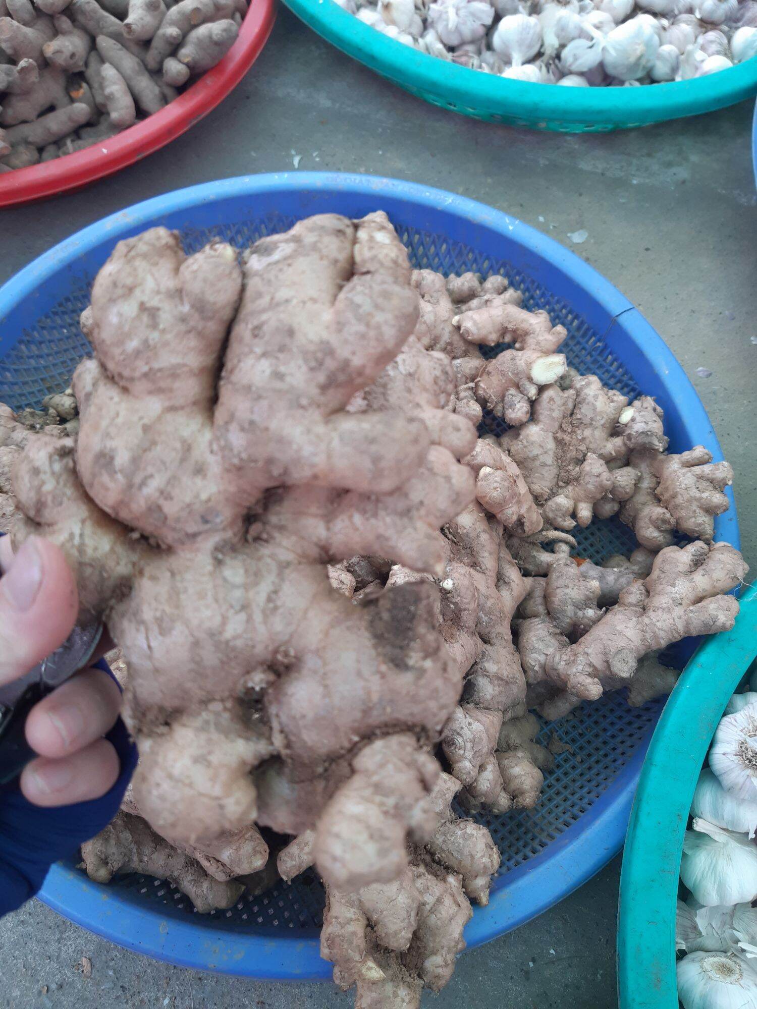 củ gừng tươi việt nam 500g