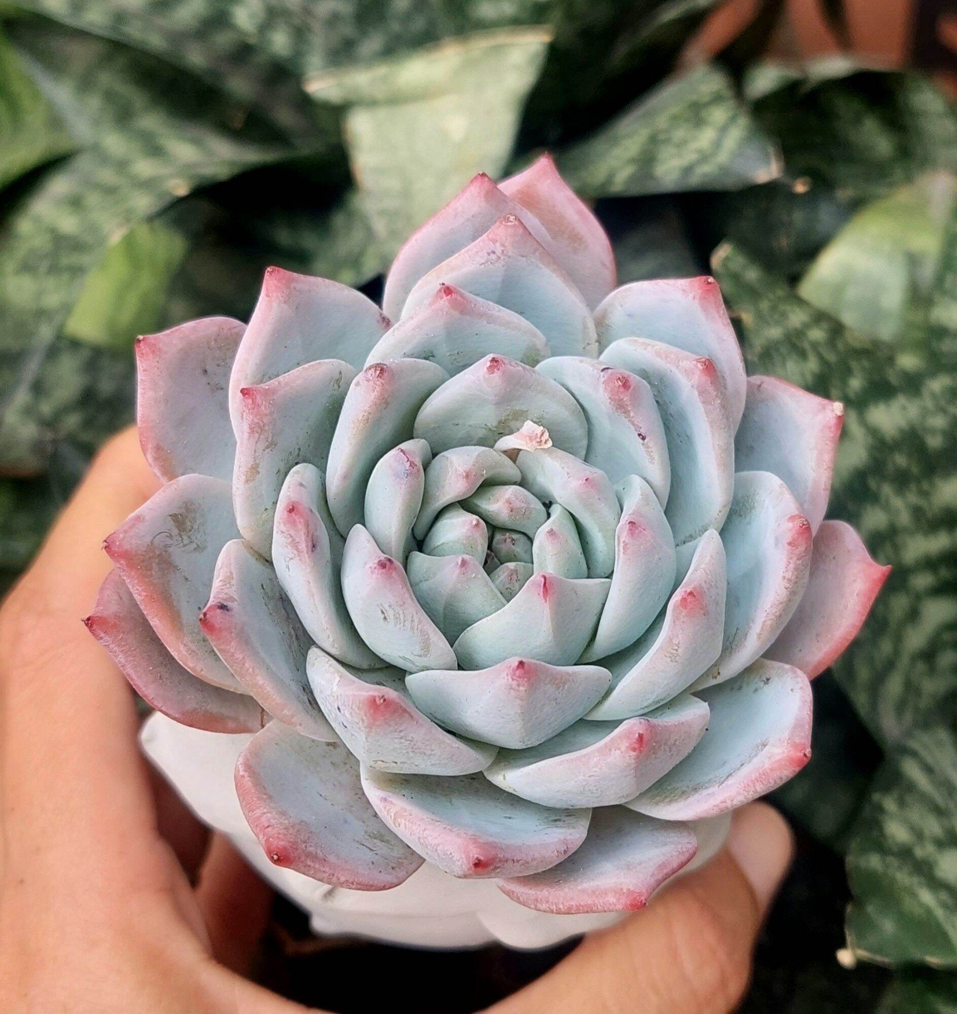 Sen đá chim hồng size trung 8 cm