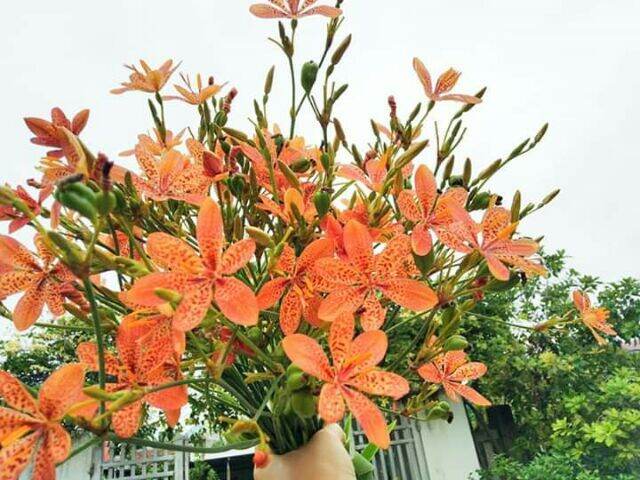 2 bầu cây xạ can