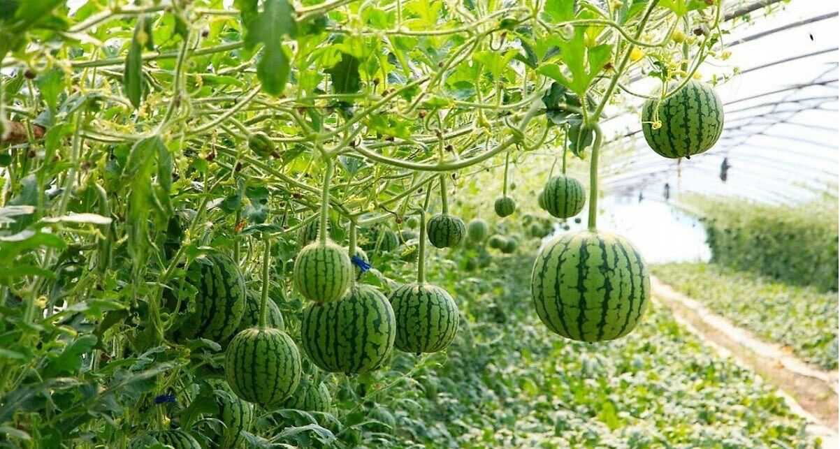 Hạt Giống Dưa Hấu Táo