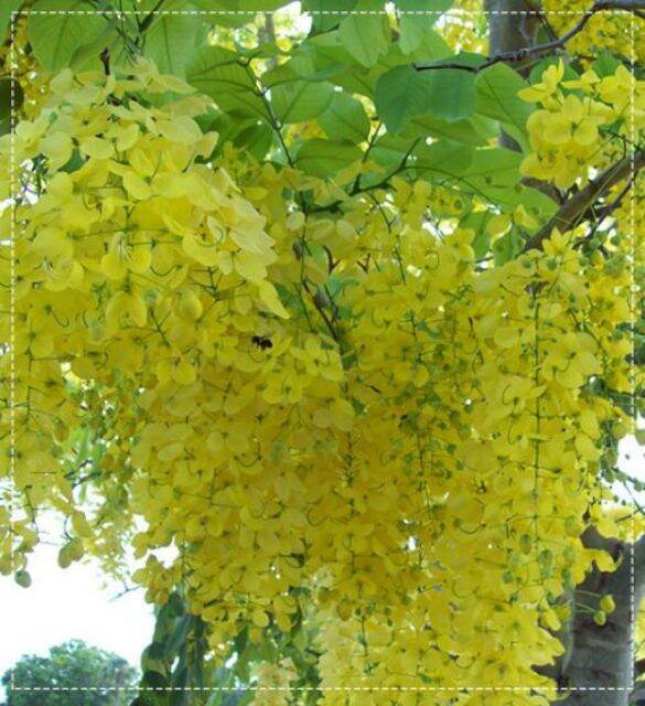 The Golden Osaka Tree Is 50-60cm Tall.