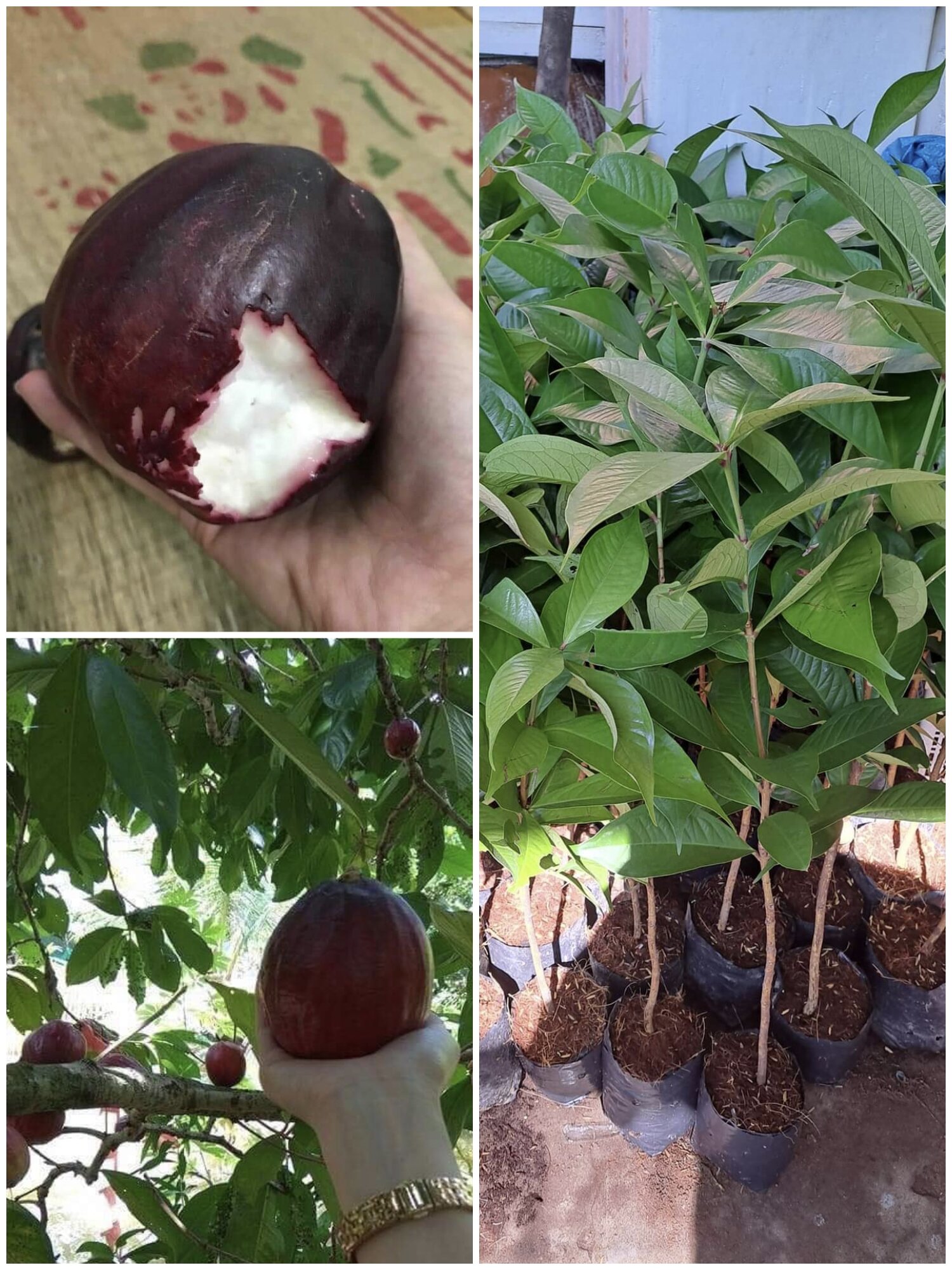 Cây giống mận điều thái mau cho trái