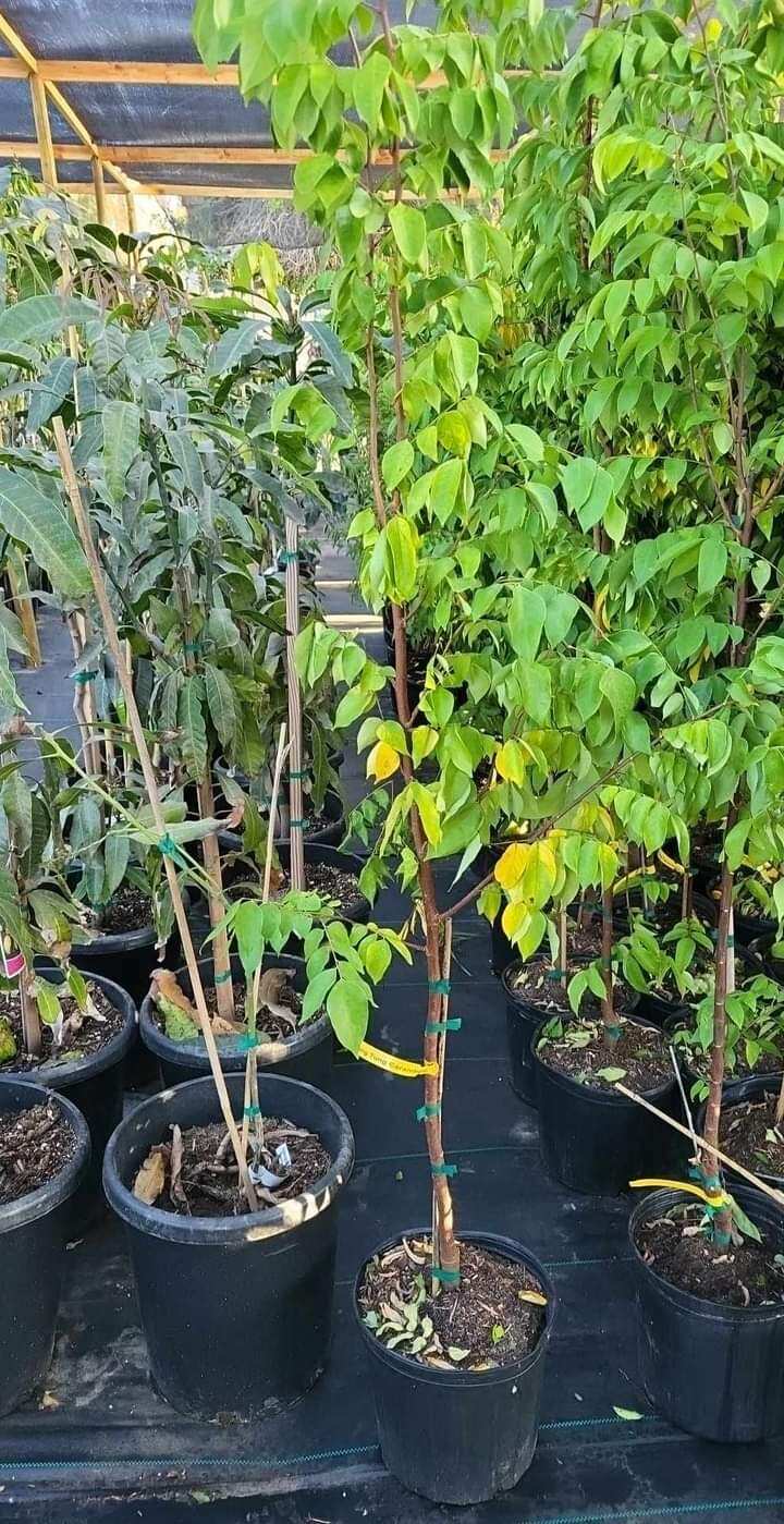 Cây Khế Thái (trái ngọt) đang trái