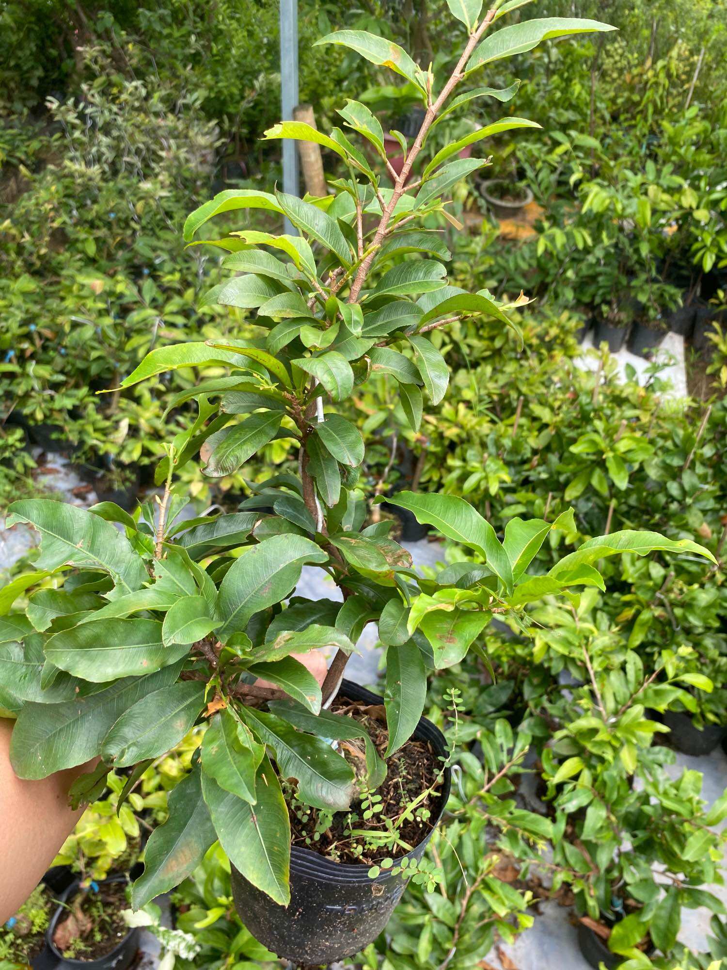 Cây Mai vàng Đại Lộc ( cao 30-50cm )chơi tết