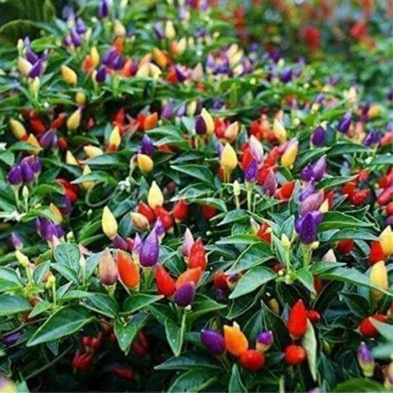 Hạt Giống Ớt Xiêm Ngũ Sắc (0,1gram)