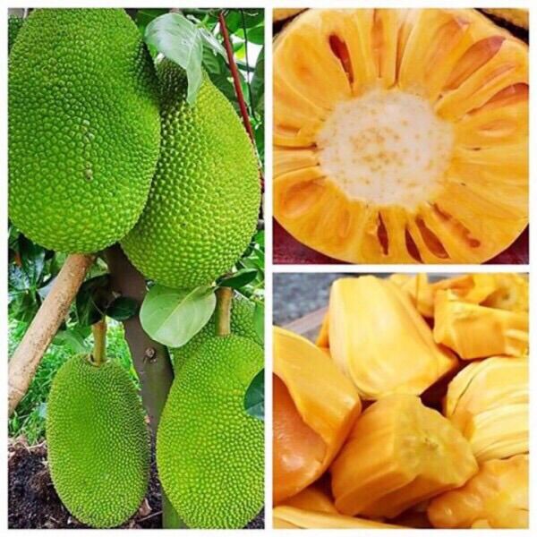 Cây giống mít thái ươm từ hạt