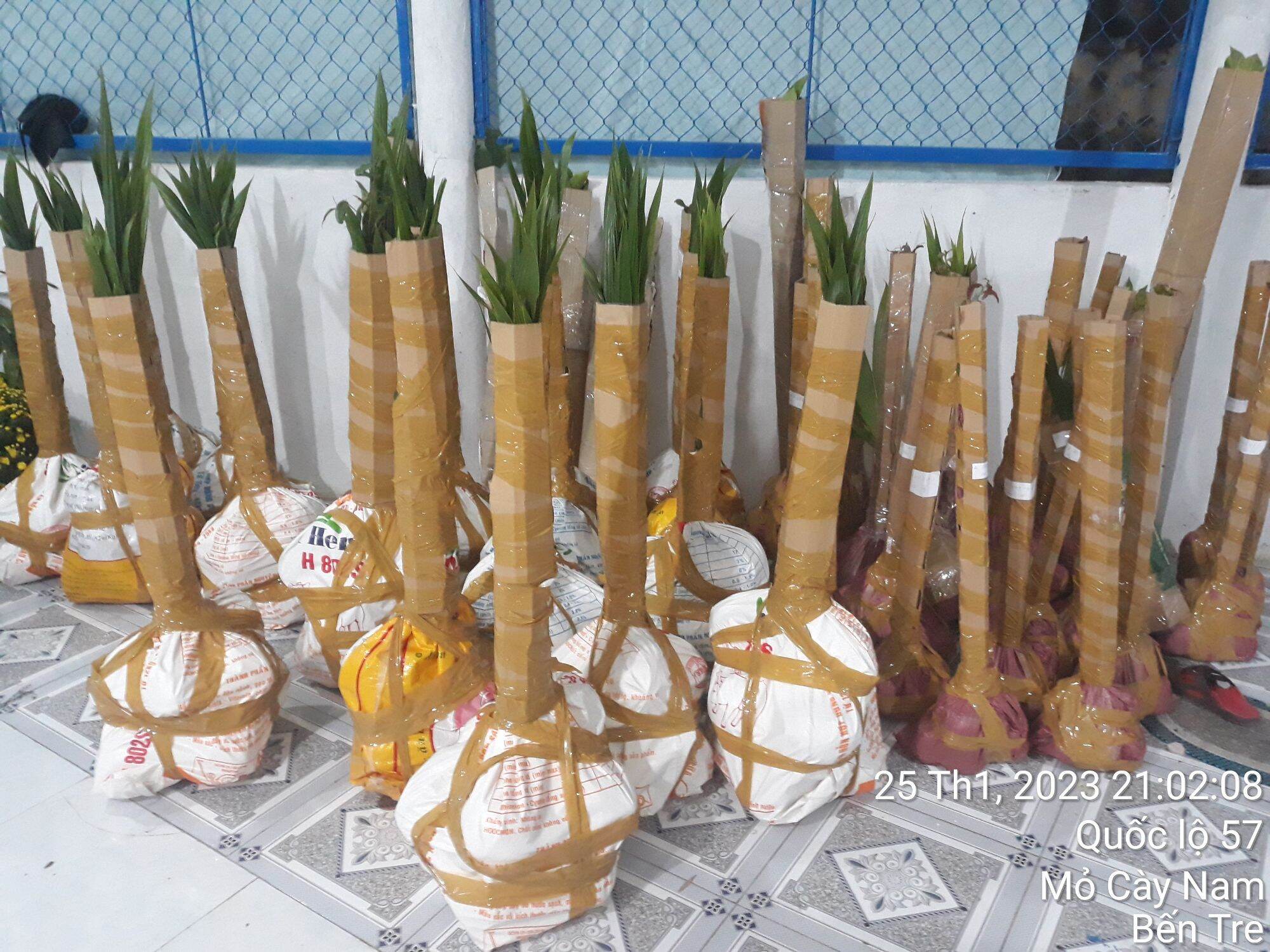 Dừa xiêm xanh lùn Bến Tre