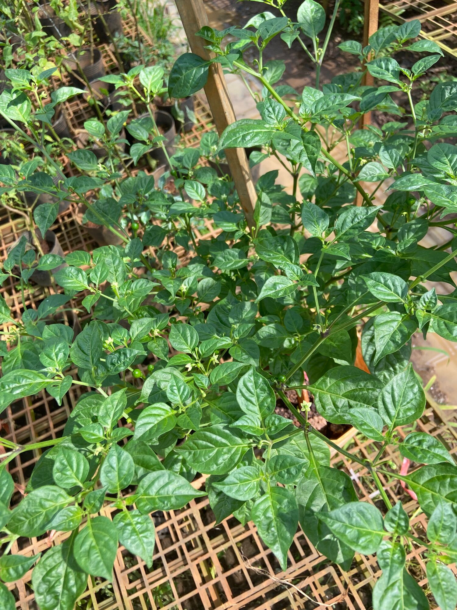 10hạt giống ớt peru (ớt charapita), ớt được mệnh danh đắt nhất thế giới