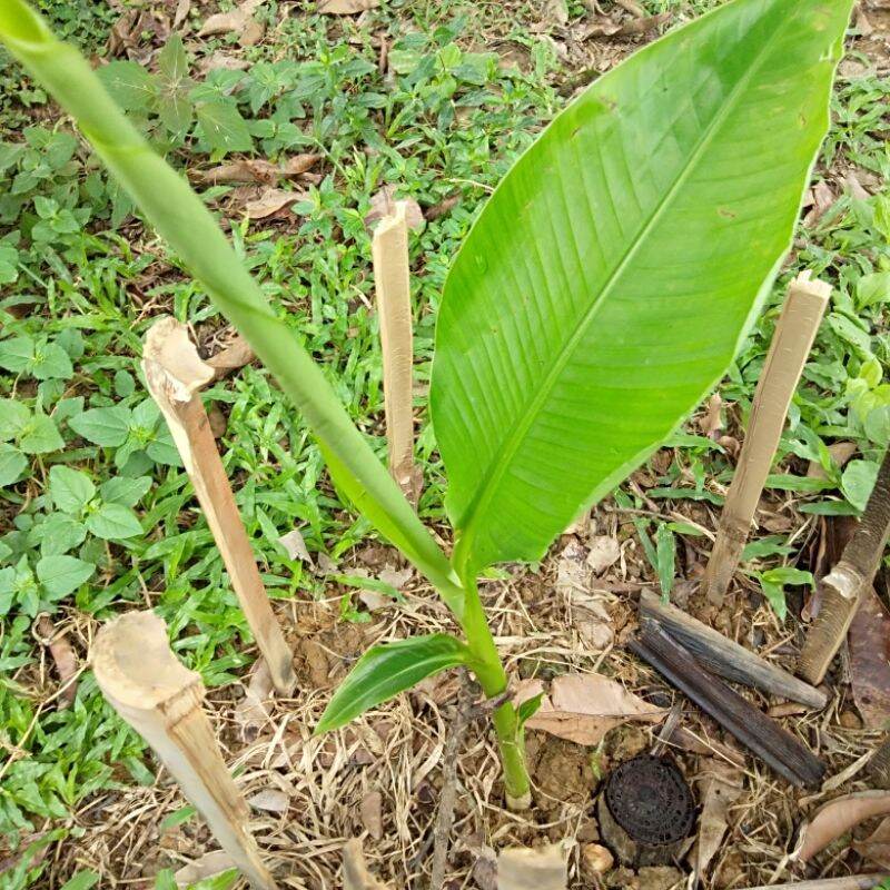 cây giống chuối hột rừng (cấy mô)