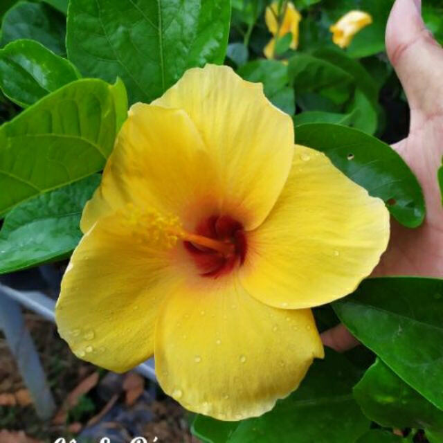 Chậu hoa dâm bụt thái (đỏ, vàng, hồng, cam)