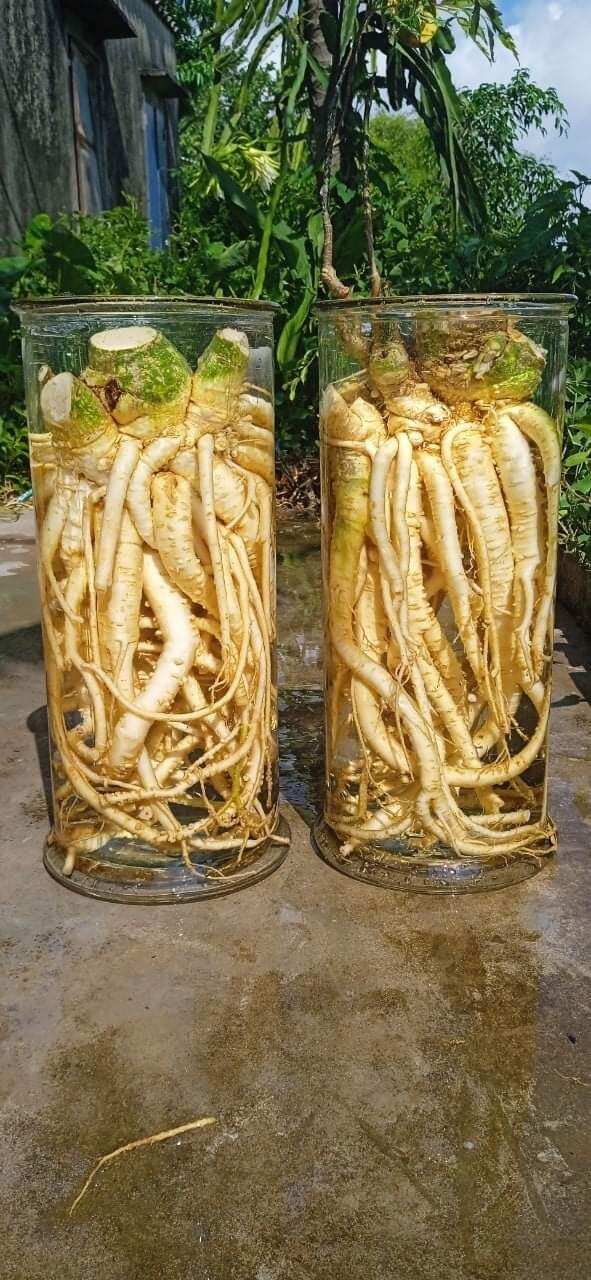 Củ đinh lăng tươi củ 5kg