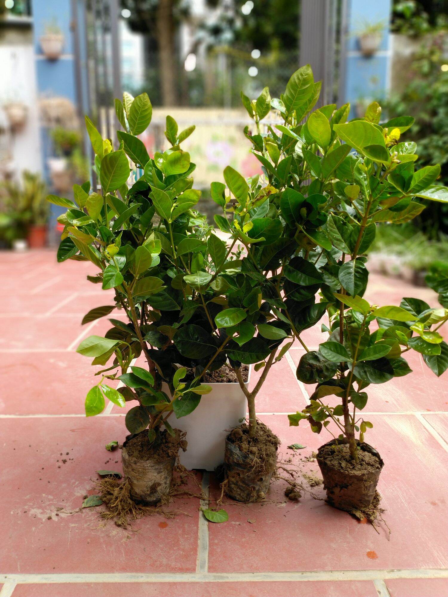 Cây Bạch Thiên Hương
