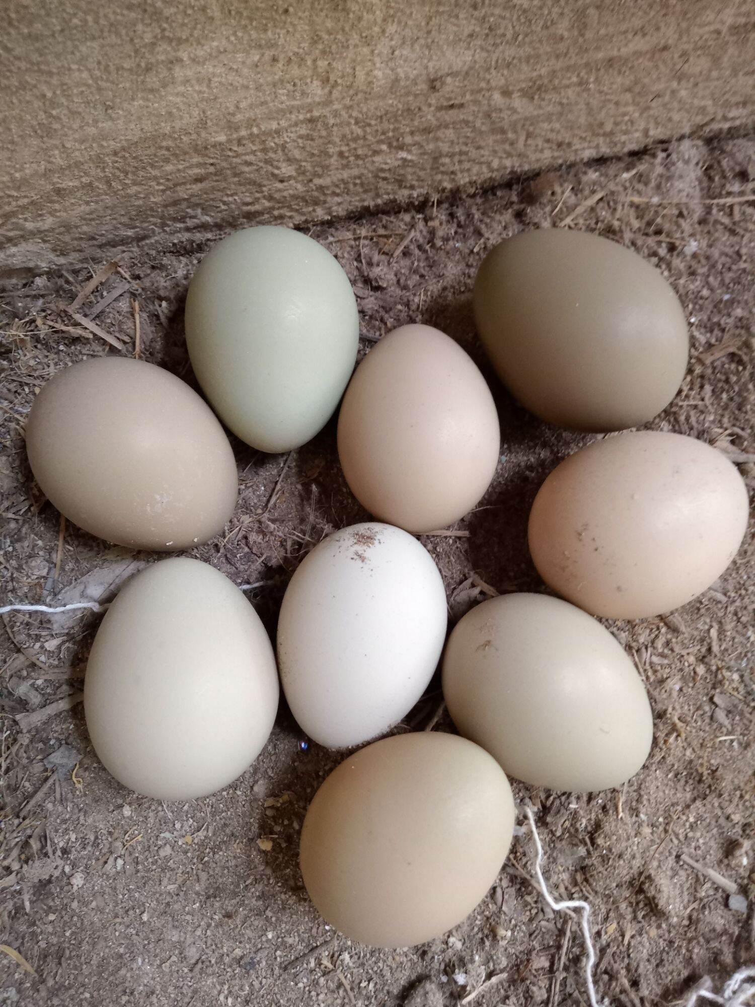 10 quả trứng chim trĩ ăn rất ngon và bổ