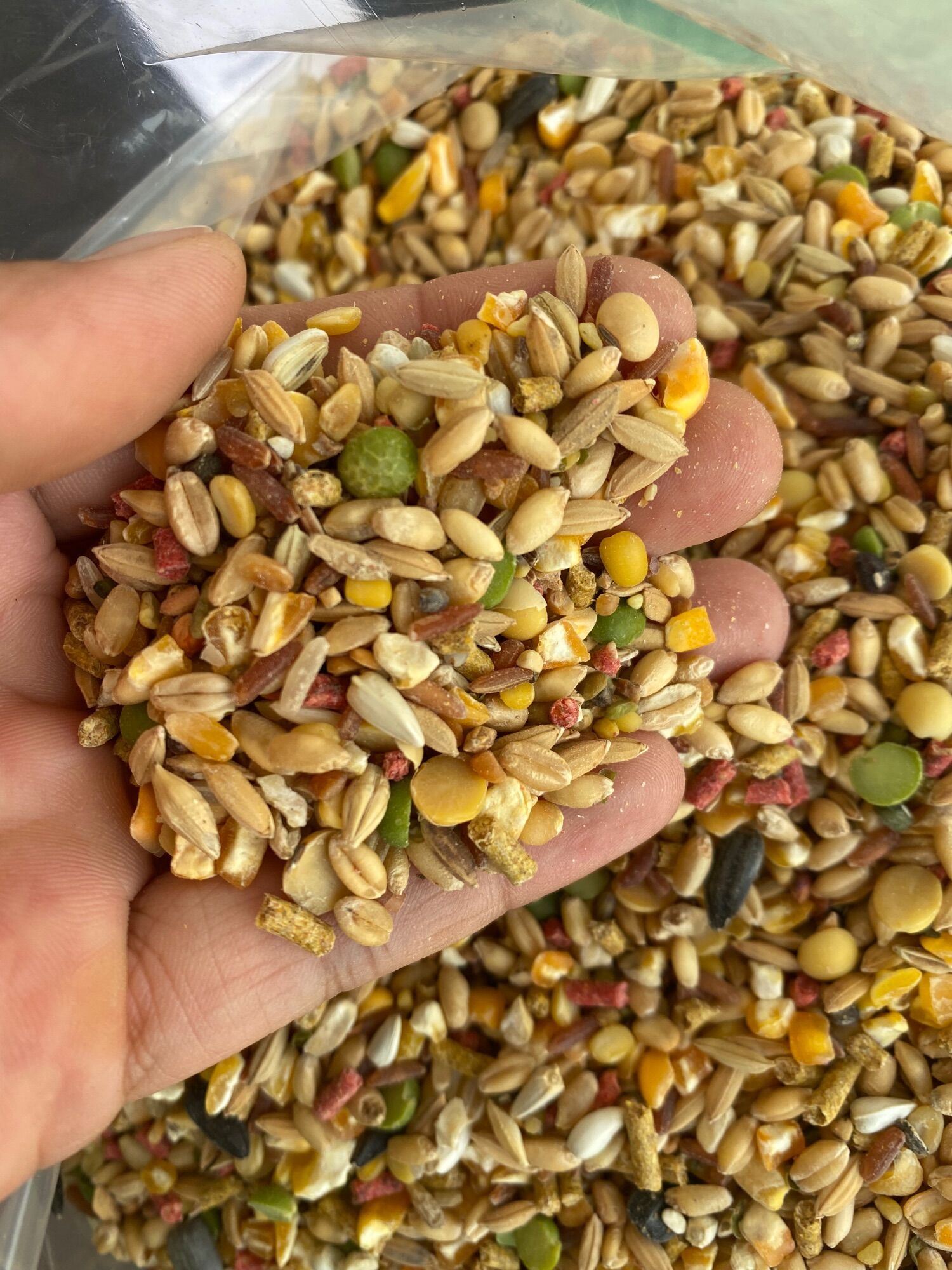 500g Ngũ cốc cho chim vẹt, gà đá…