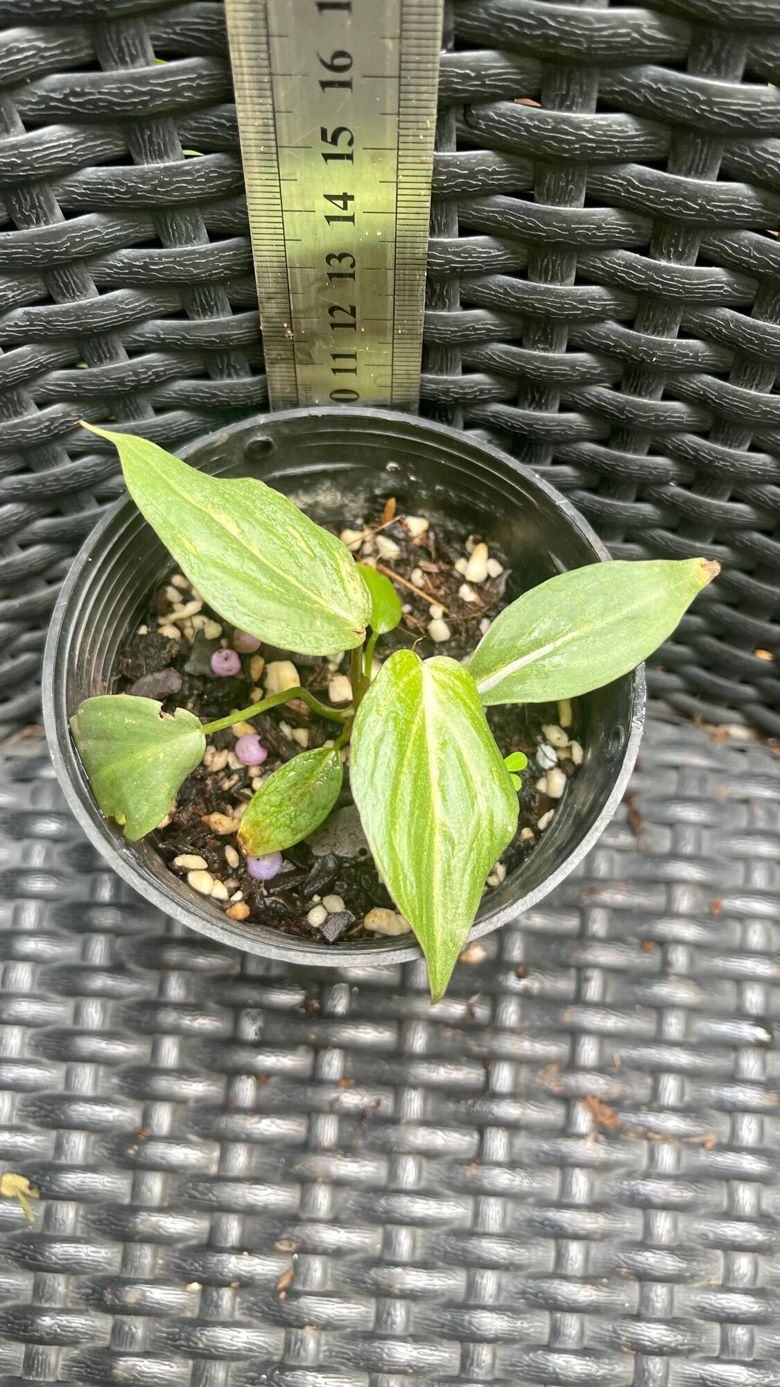 Cây Philodendron Gloriosum con