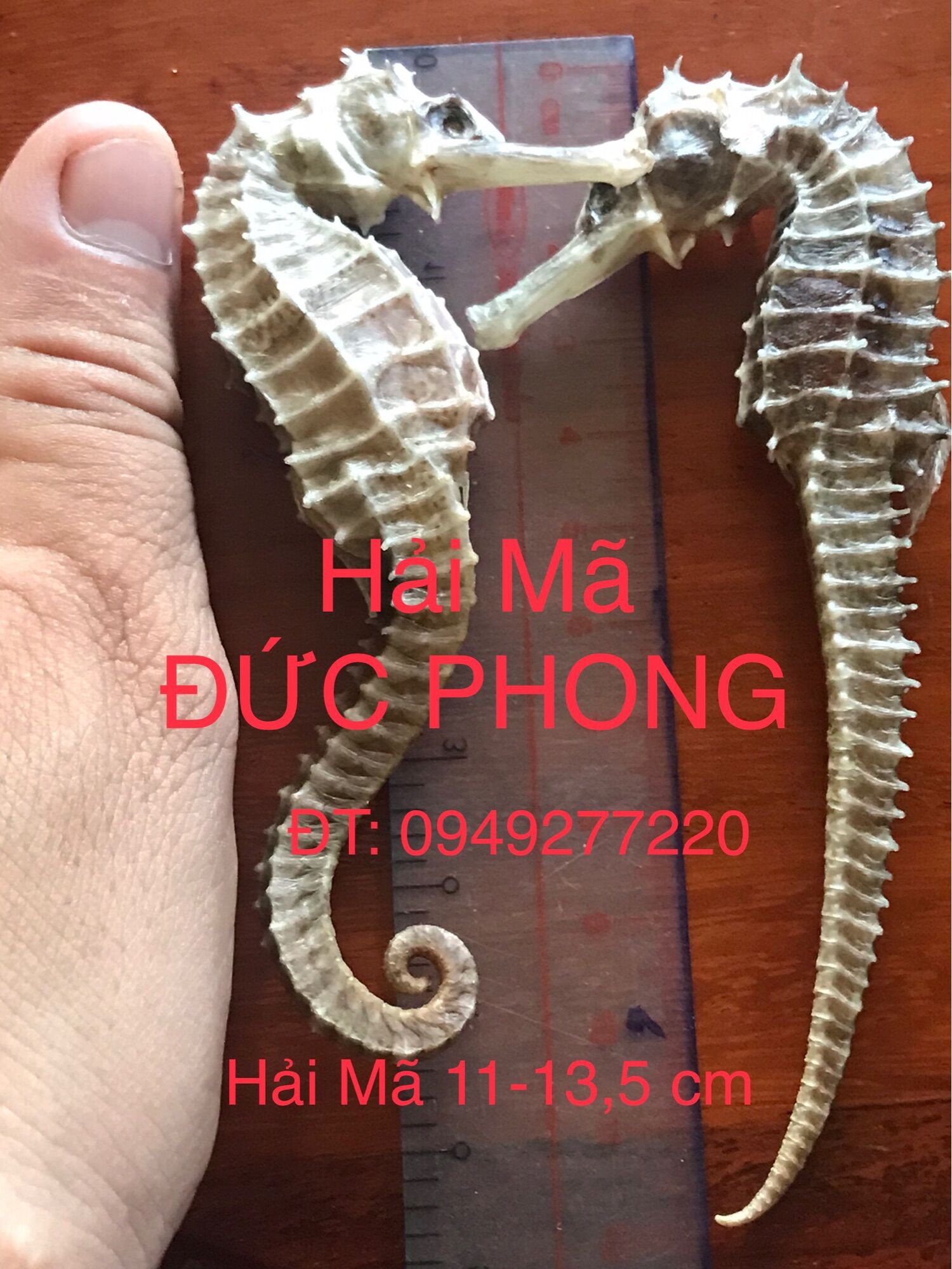 Combo Tu H.ải Lo.ng Vương 950k/ 1 combo (Hai Ma 12-13,5 cm 2 con,…)